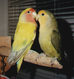 Peachfaced Lovebird mutations